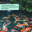 Pond Water Clarifier AquaDoc