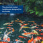 Pond Water Conditioner AquaDoc